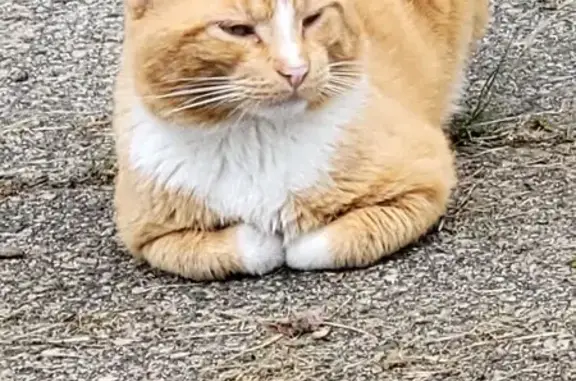 Lost and found pets Cranston, photo: Missing: Friendly Orange Tabby in Cranston
