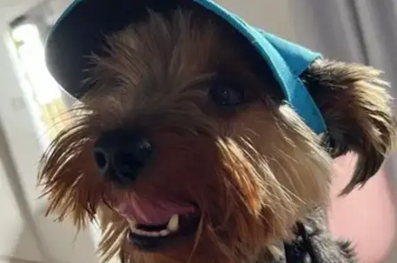 cachorro desaparecida