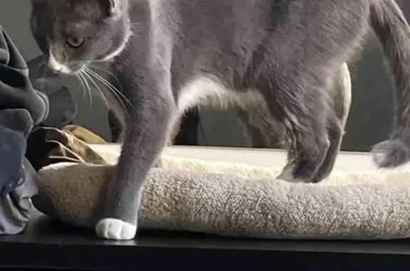 Lost Sweet Tuxedo Cat Stella - Jefferson Ave