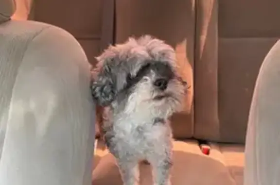 Lost pets Houston, photo: Lost Black & White Dog on Steelhead Dr