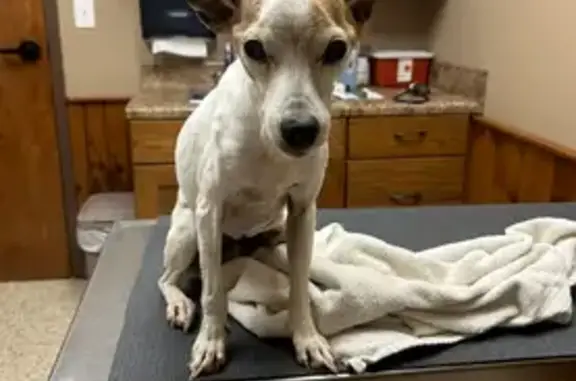 Lost: Small White Dog w/ Brown Spots