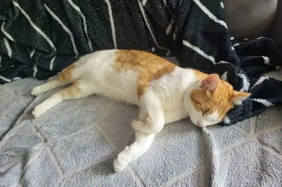 Chat perdu, Saint-Louis, photo: Chat perdue orange-blanc Rue de Lausanne