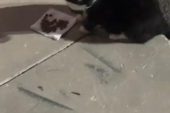 Lost and found pets Miami, photo: Lost Tuxedo Cat: Friendly & Found!