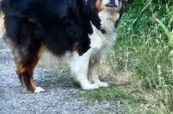 Animaux trouvés Saint-Marcel-lès-Sauzet, photo: Berger australien perdu, craintif, St-Marcel