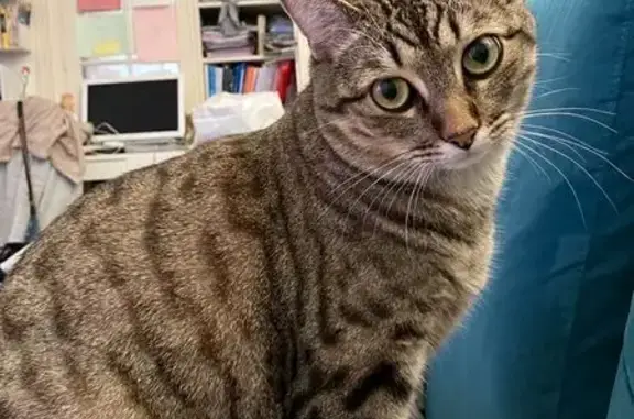 Animaux perdus Paris, photo: Chat européen tigré perdu à Paris 16