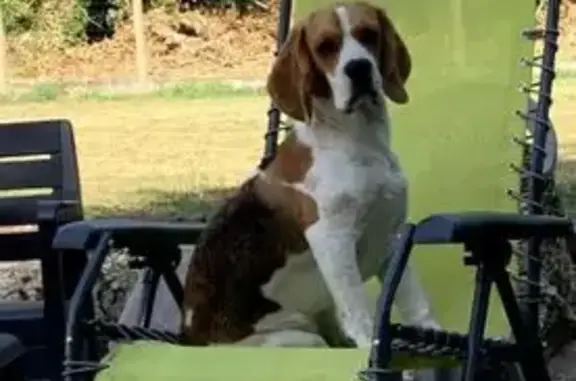 Chien perdu Reignac, photo : Beagle perdue D 132E2, Reignac