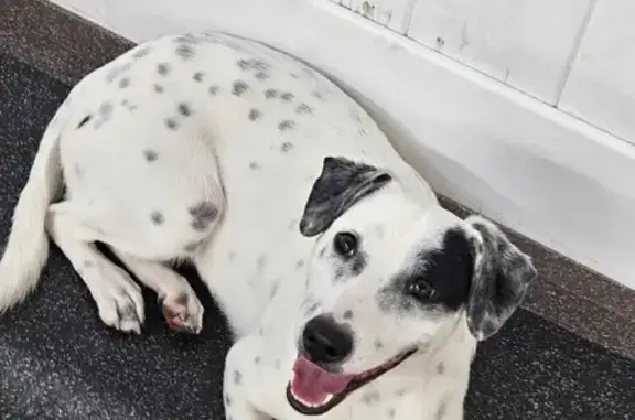 Lost: Mini Dalmatian Mix, Pink Collar