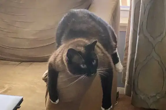 Lost Siamese Cat: White Feet & Mustache