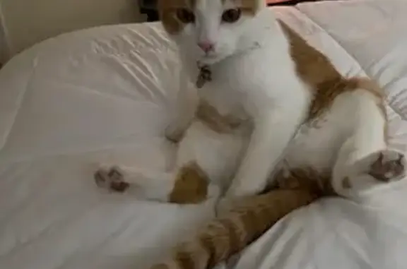 Lost Orange & White Cat: Peaches on Dwight