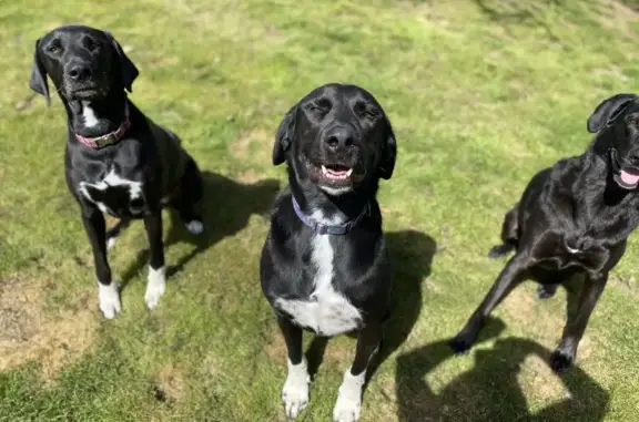 Lost Great Dane Mix on Old Airport Rd