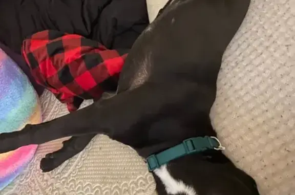 Lost Black Dog: White Markings in Milford