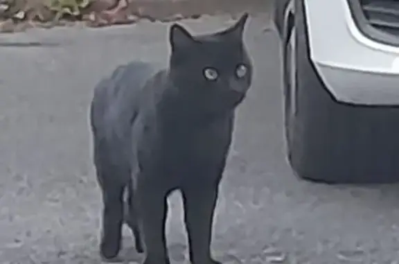 Animaux trouvés Saleux, photo: Chat noir non castré trouvé à Saleux