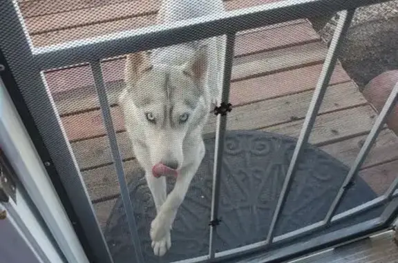 Found dog , photo: Found: Energetic Dog at East Iguana Pl