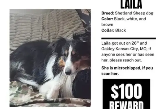 Lost and found pets Kansas City, photo: Help Us Find Laila: Tri-Color Sheltie Lost