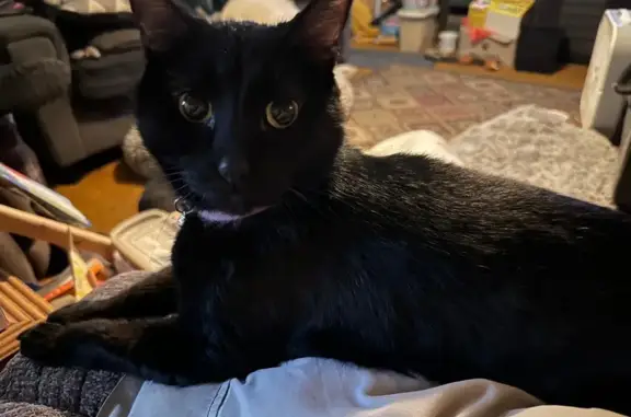 Lost Black Cat: Lavender Collar, Skittish