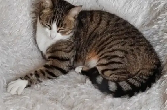 Chat perdue: Petite, pattes blanches, tatouée - photo