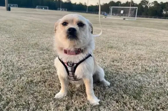Lost Terrier Mix: Benito Missing in SC