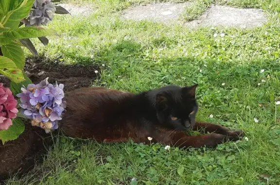 Chatte âgée perdue à Bénodet - photo