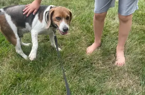 Found Beagle Mix on Haverington St NW