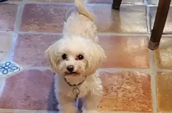Lost Havanese: 14 y/o, Deaf, Orlando