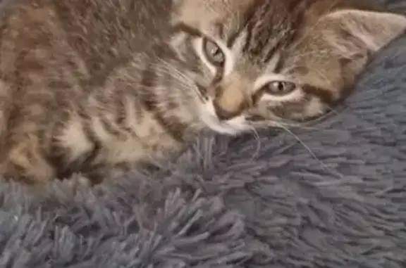 Chat perdu, Meung-sur-Loire, photo: Chaton tigré 3 mois perdu à Meung-sur-Loire