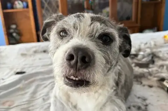 Lost Dog Jax: Wire Hair in Bakersfield