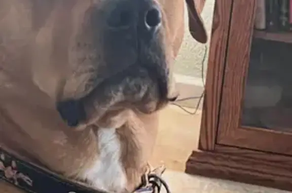 Lost Dog: Chipped, Spot on Nose, Searcy