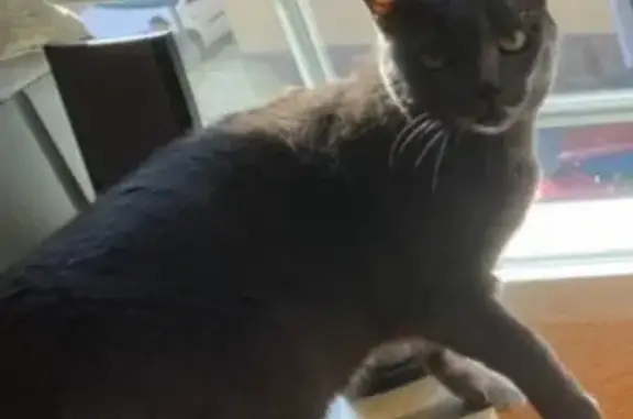 Búsqueda de mascotas, foto: Gata Azul Rusa Perdida en Paseo Castellanos