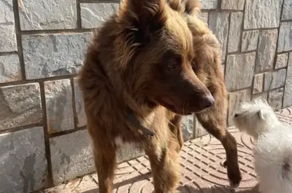 Animales encontrados San Pedro del Pinatar, foto: ¡Perrito Marrón Encontrado en Lo Pagan!