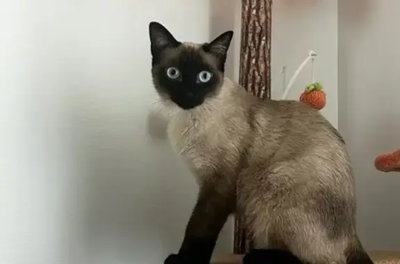 Animaux perdus Saint-Pantaléon-de-Larche, photo: Chatte siamoise Kitty perdue, 1 an, pucée