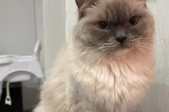 Gata Ragdoll Perdida en Estepona: Bluemited