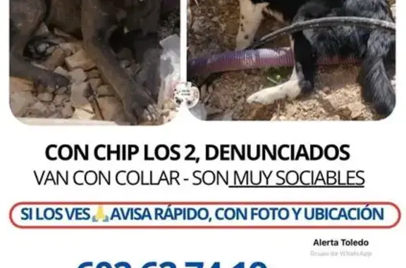 Perros perdidos, Toledo, foto: ¡Perros Perdidos en Toledo: Cane Corso y Border Collie!