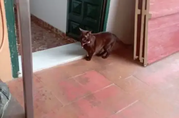 ¡Gata Perdida! Marrón Cobre con Collar Rosa