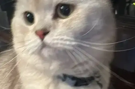 Lost Scottish Straight Cat: Norman