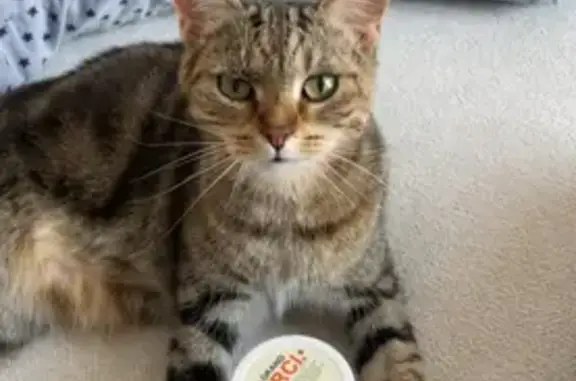 Chatte tigrée perdue à Lèves le 8 juillet - photo