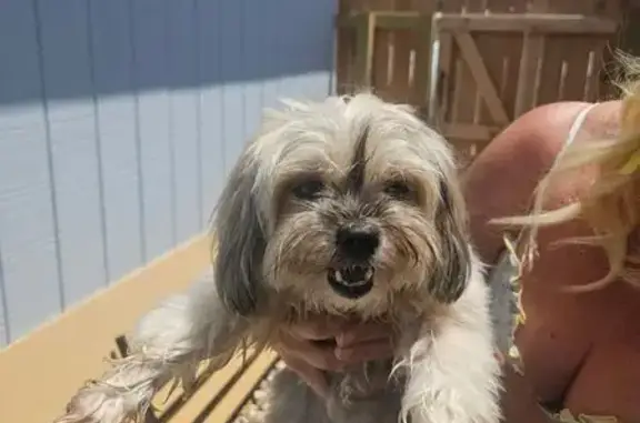Found dog San Antonio, photo: Found: Small Tan Dog in San Antonio