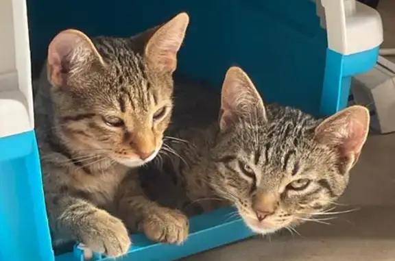 Chaton tigré perdu à Grasse - photo