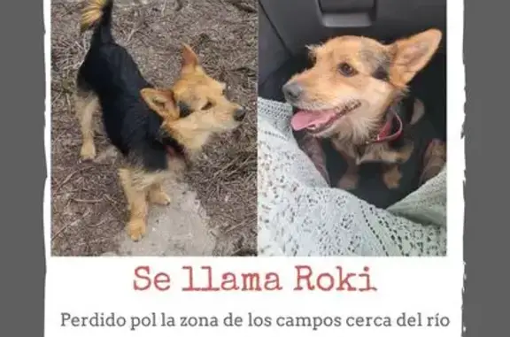 Perro perdido: Negro y Marrón, Collar Rojo