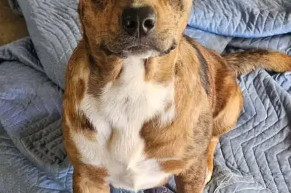 Found pets Broken Arrow, photo: Found: Red Dog with Unique Markings