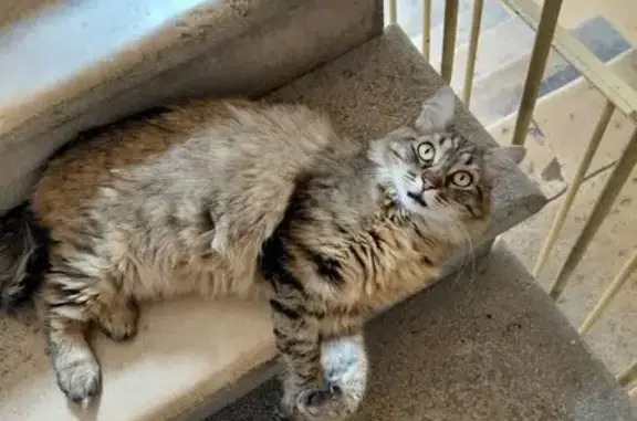 Animaux trouvés Montélimar, photo: Chatte tigrée câline trouvée à Montélimar