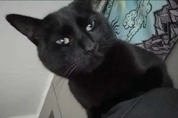 Lost Black Cat: Friendly with Unique Markings