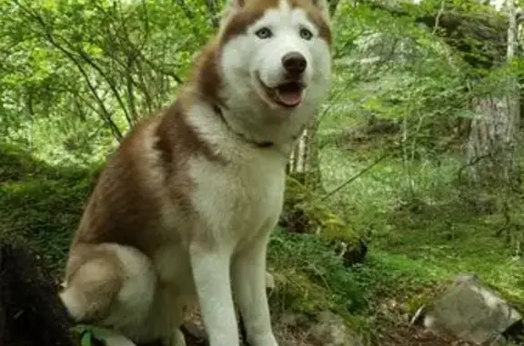 Husky perdu à Beaumont, vu près de Carrefour - photo