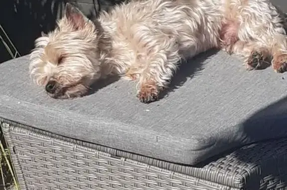 Chien fauve perdu à Avrillé, 15 ans - photo