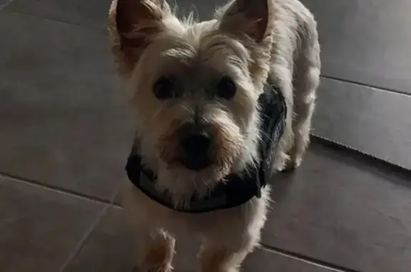 Chien crème/fauve perdu à Longuenée-en-Anjou - photo