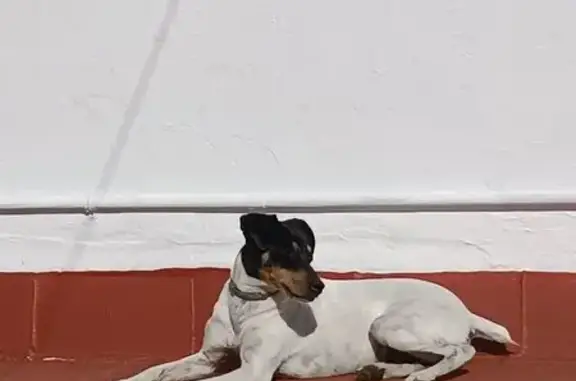 Perra Bodeguera Perdida en Carmona: Rumba