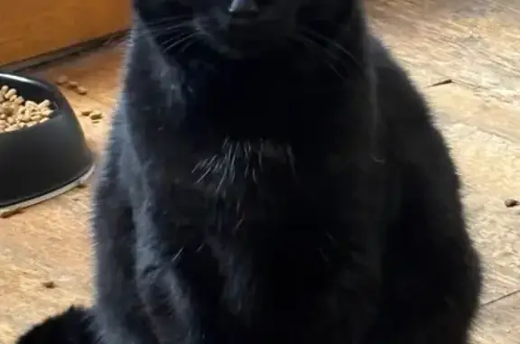 Animaux perdus Dompierre-sur-Besbre, photo: Chat noir perdu, 3 ans, Avenue de la Gare