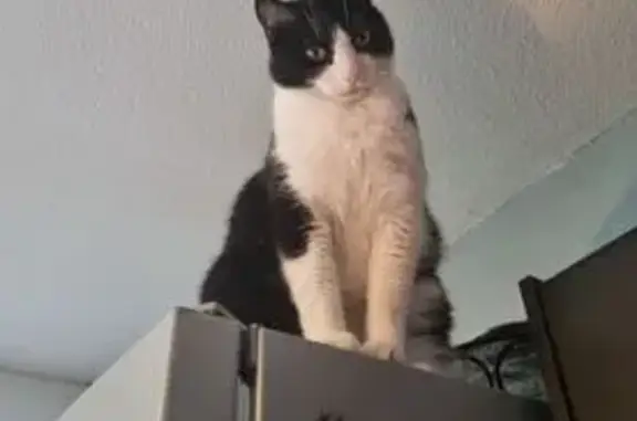 Chat perdu, Saint-Étienne, photo: Chat noir et blanc perdu à Saint-Étienne