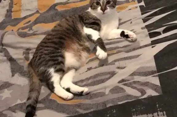 Animaux perdus Compreignac, photo: Chat perdu tigré/blanc à Compreignac