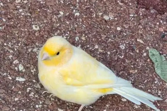 Oiseau perdu trouvé à Massy - photo