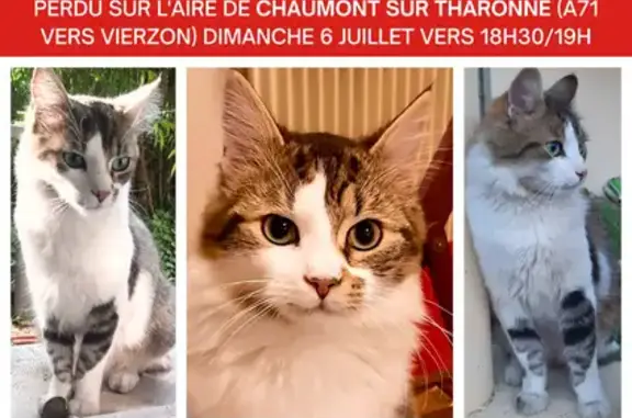 Chat perdu, Chaumont-sur-Tharonne, photo: Chat perdu : Augustin, blanc et tigré, A71